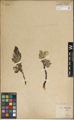 Foto von Salix lanata L.